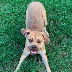 Vanilla, Adoptable, Adult Female Boxer.