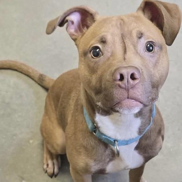Enlarge Peanut, a Adoptable Pit Bull Terrier in Pittsford, VT image 2/3