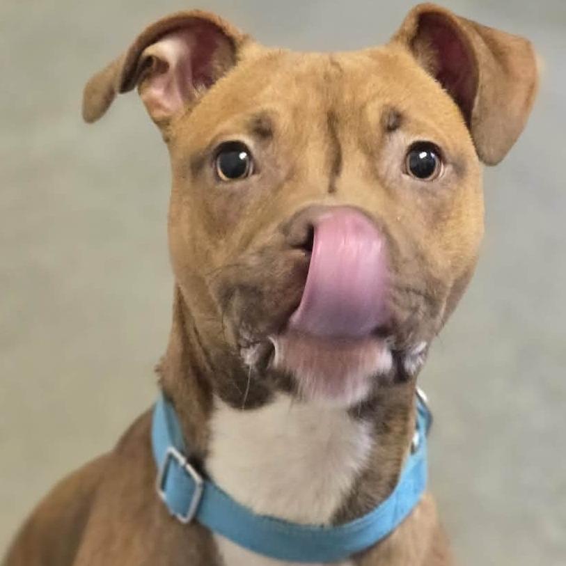 Enlarge Peanut, a Adoptable Pit Bull Terrier in Pittsford, VT image 3/3