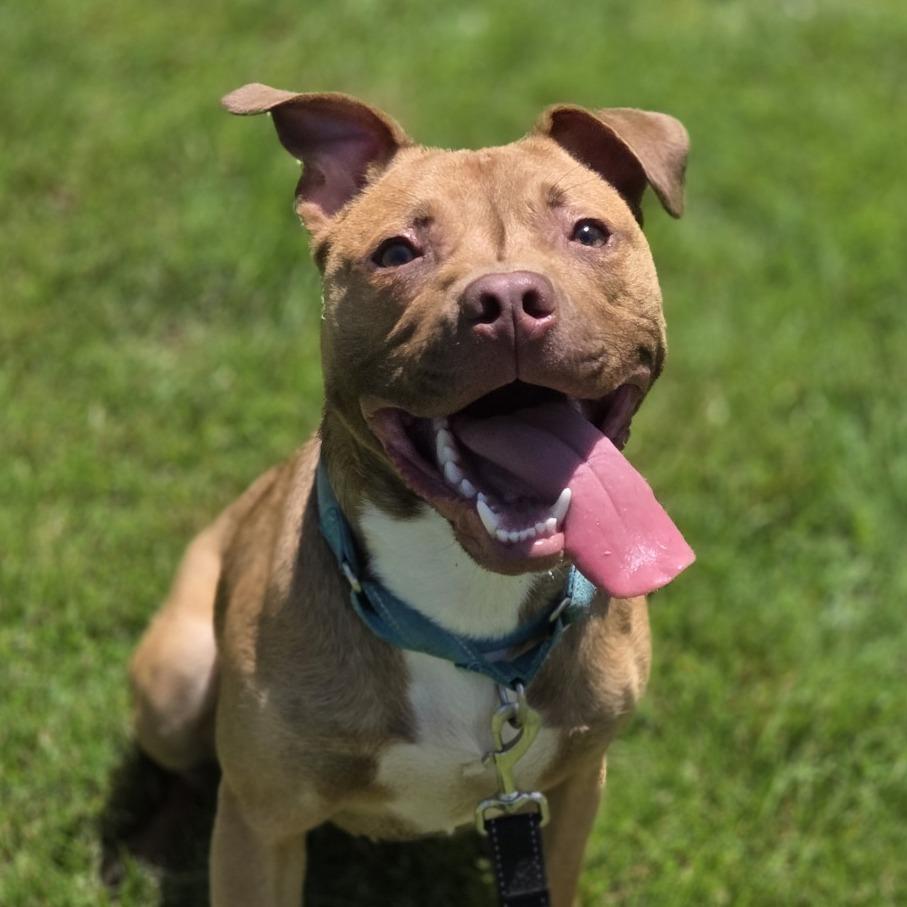 Enlarge Peanut, a Adoptable Pit Bull Terrier in Pittsford, VT image 4/6