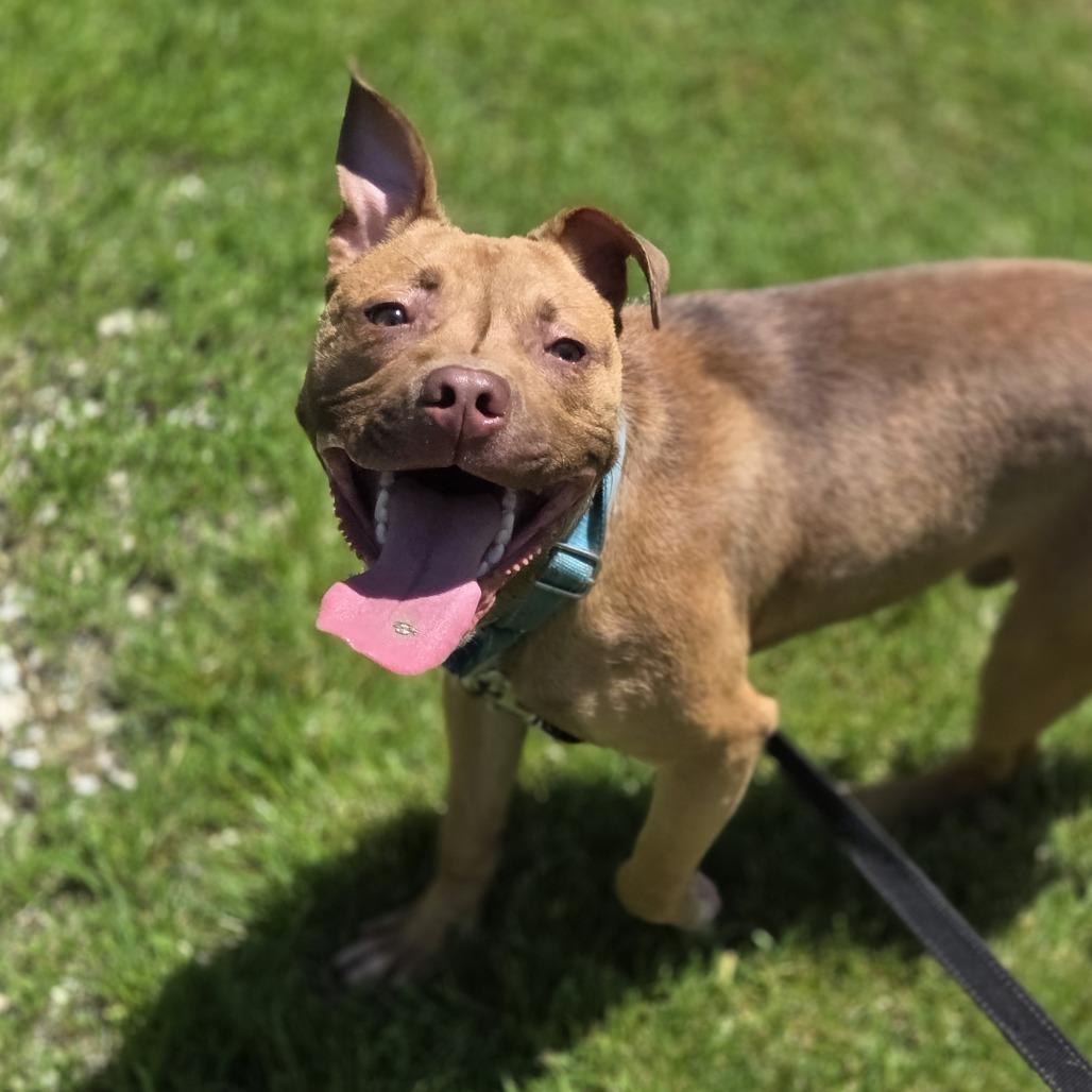Enlarge Peanut, a Adoptable Pit Bull Terrier in Pittsford, VT image 5/6