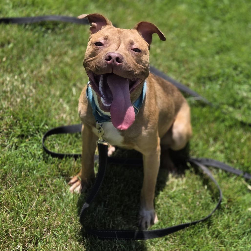 Enlarge Peanut, a Adoptable Pit Bull Terrier in Pittsford, VT image 6/6