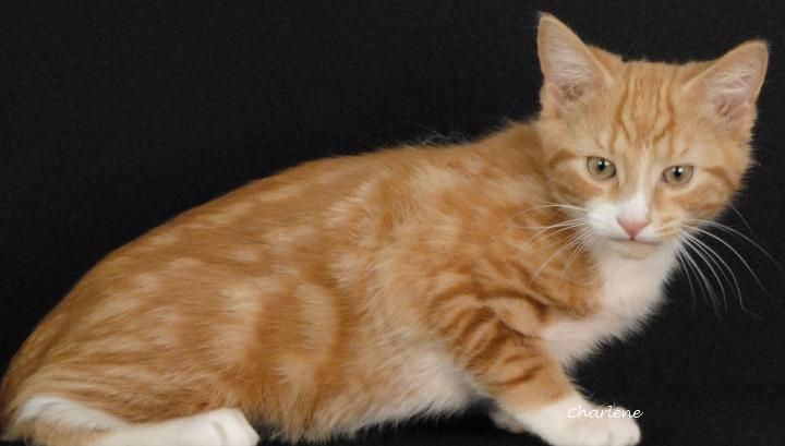 Enlarge Hubba Bubba, an adopted Domestic Short Hair in Newland, NC image 3/3