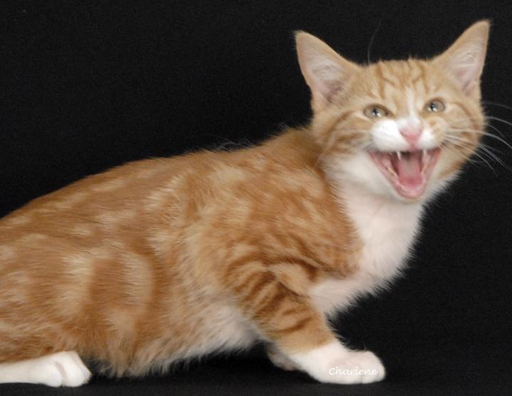 Enlarge Hubba Bubba, an adopted Domestic Short Hair in Newland, NC image 2/3