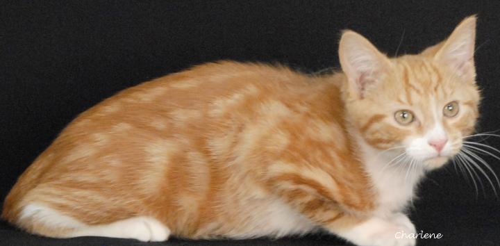 Hubba Bubba, adopted, Young Male Domestic Short Hair.