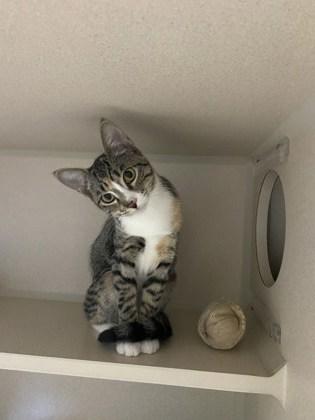 Leia, an adoptable Domestic Short Hair in Steamboat Springs, CO, 80477 | Photo Image 1