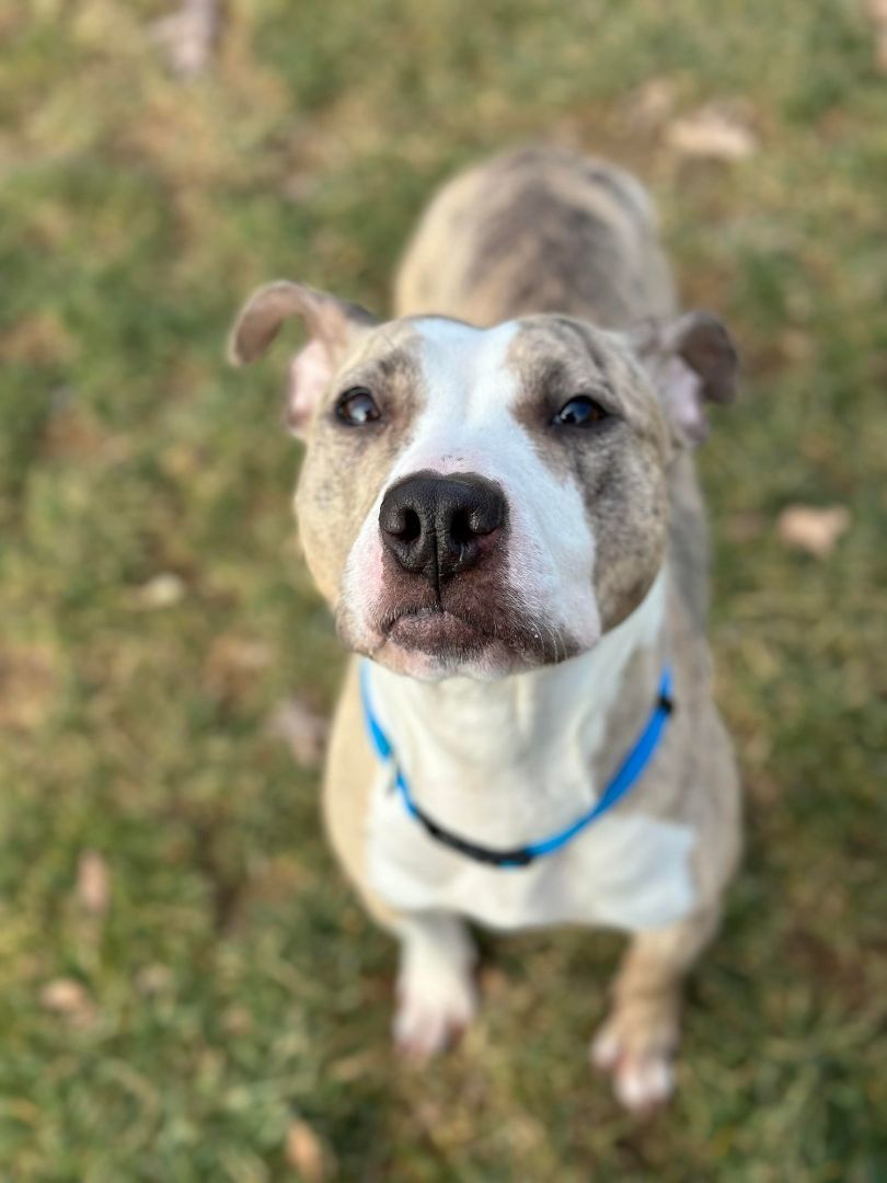 Dog for adoption Mouse, a Terrier Mix in Chambersburg, PA Petfinder