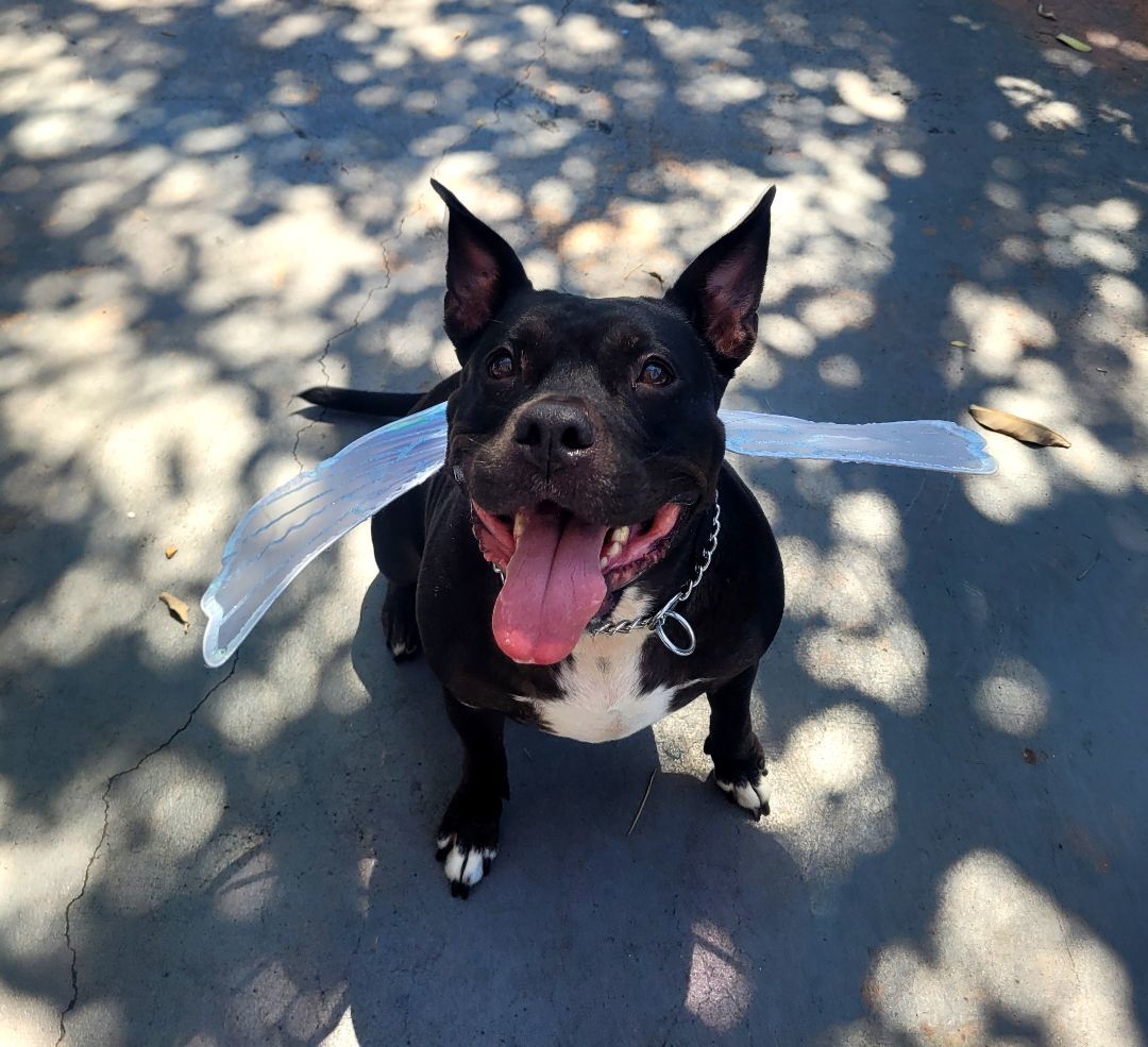 Enlarge Lady, a Adoptable mixed breed in Margate, FL image 1/6