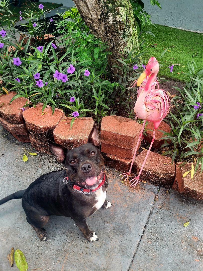 Enlarge Lady, a Adoptable mixed breed in Margate, FL image 2/6