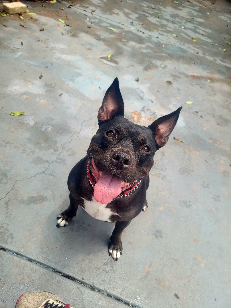 Enlarge Lady, a Adoptable mixed breed in Margate, FL image 3/6