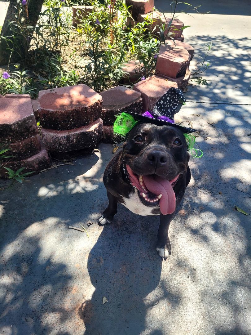 Enlarge Lady, a Adoptable mixed breed in Margate, FL image 4/6