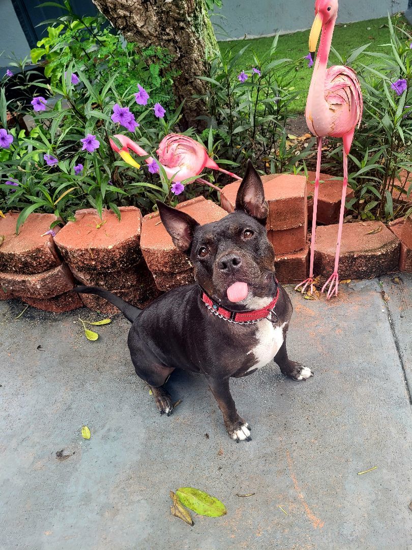 Enlarge Lady, a Adoptable mixed breed in Margate, FL image 5/6