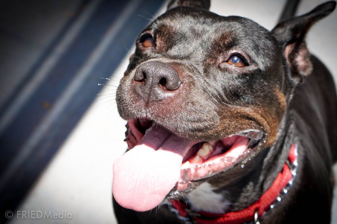 Lady, Adoptable, Adult Female American Staffordshire Terrier.