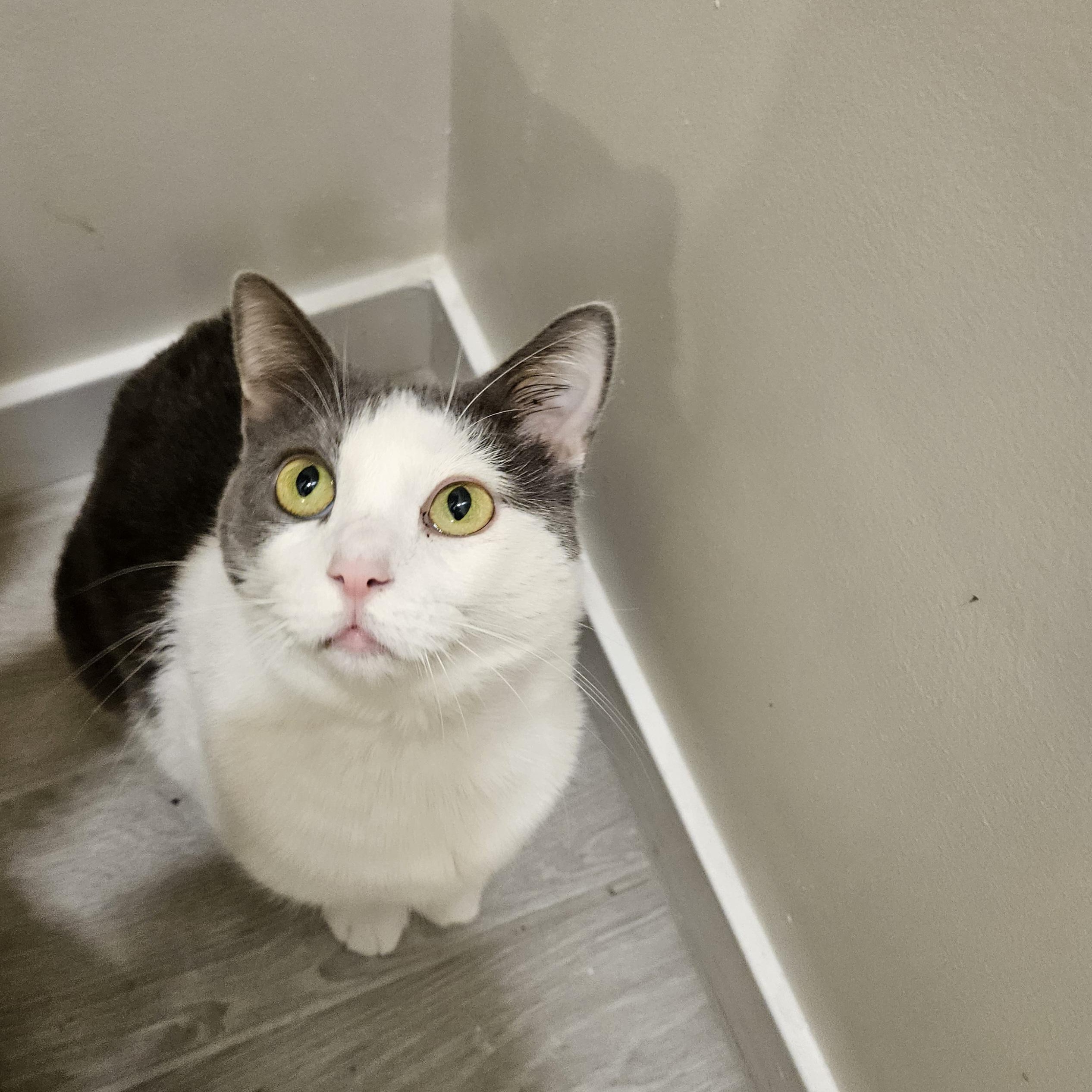 Buttercup, a ADOPTABLE Domestic Short Hair in Peoria, AZ image 1/2