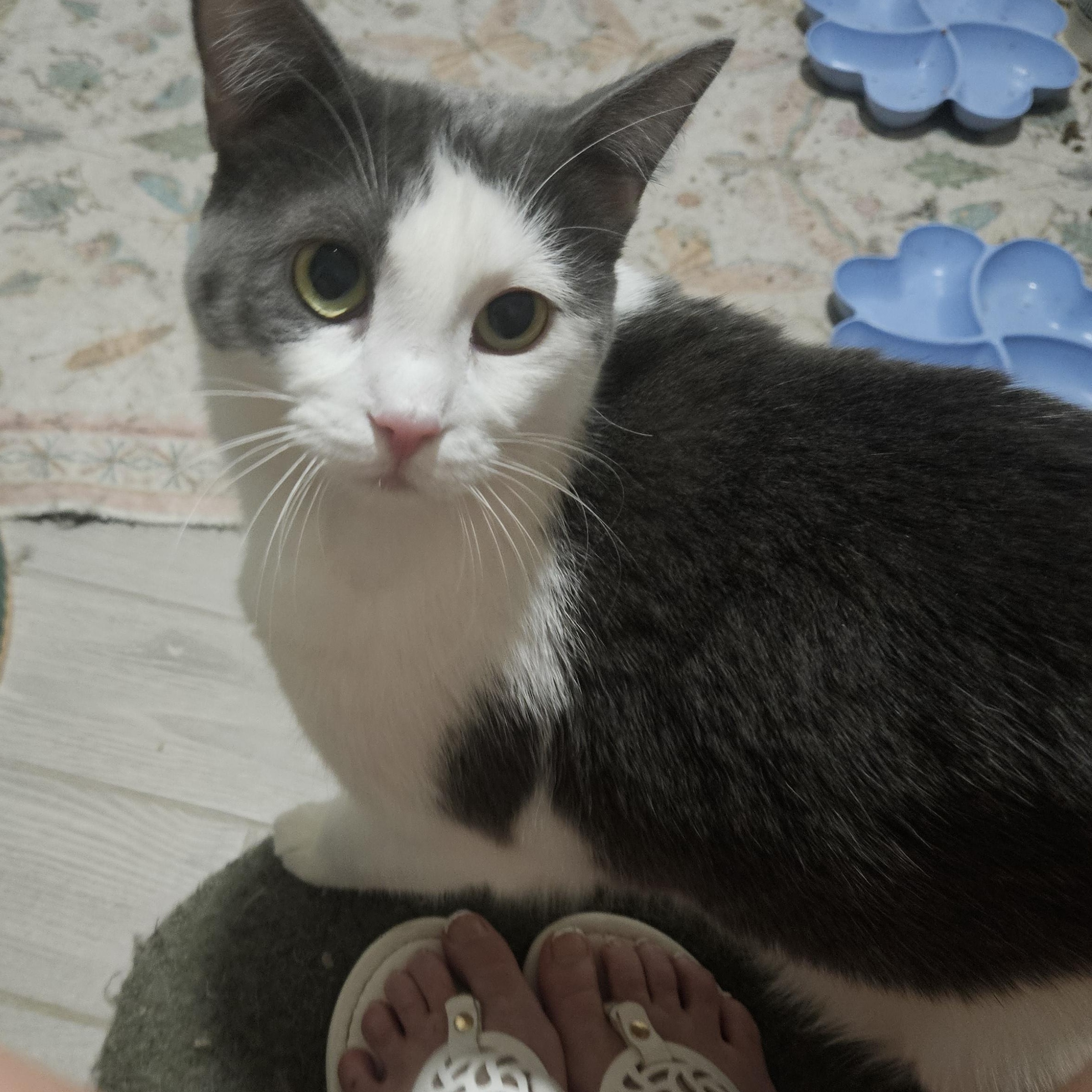 Buttercup, a ADOPTABLE Domestic Short Hair in Peoria, AZ image 2/2