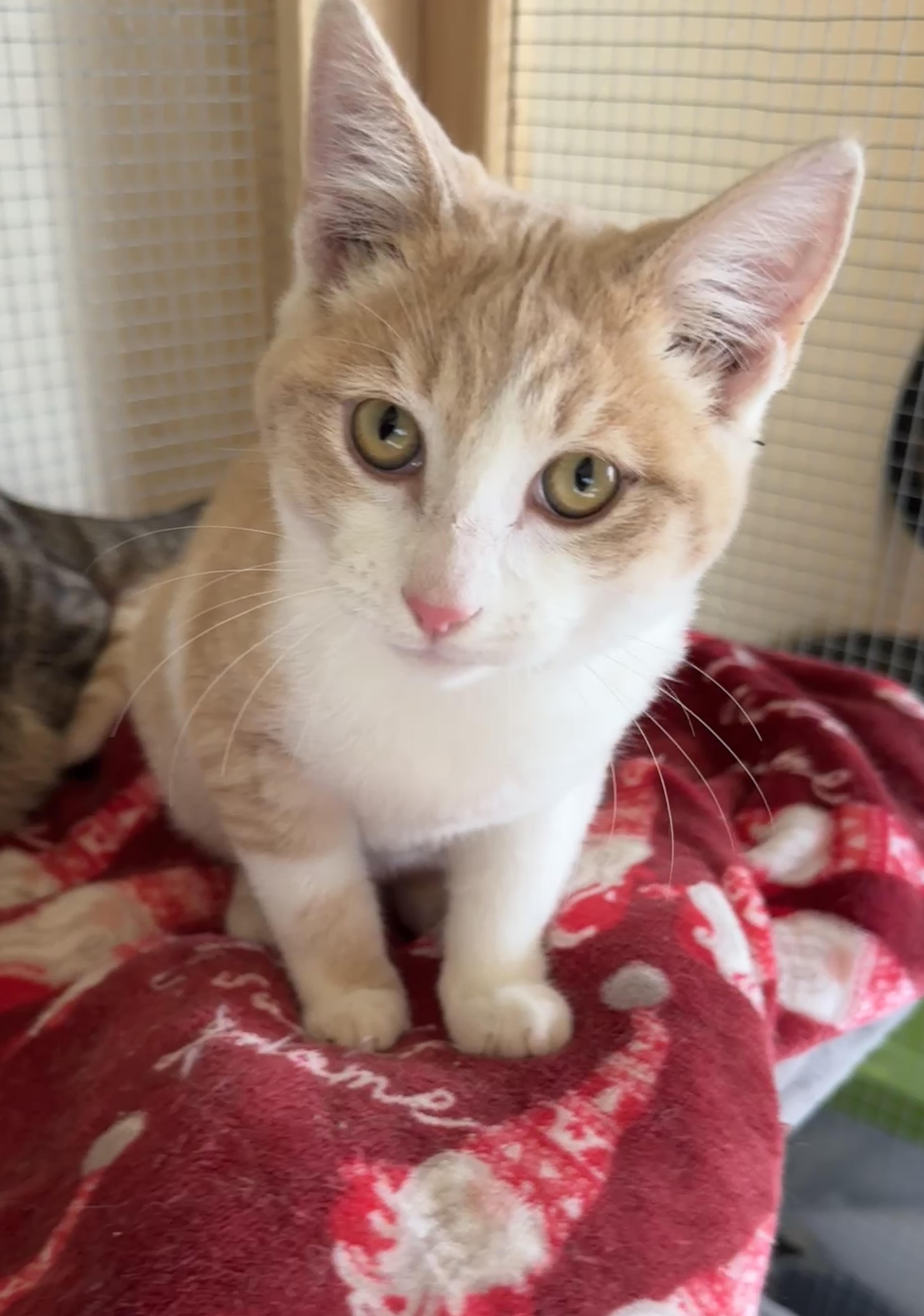 Panda, ADOPTABLE, Kitten Male Domestic Short Hair.