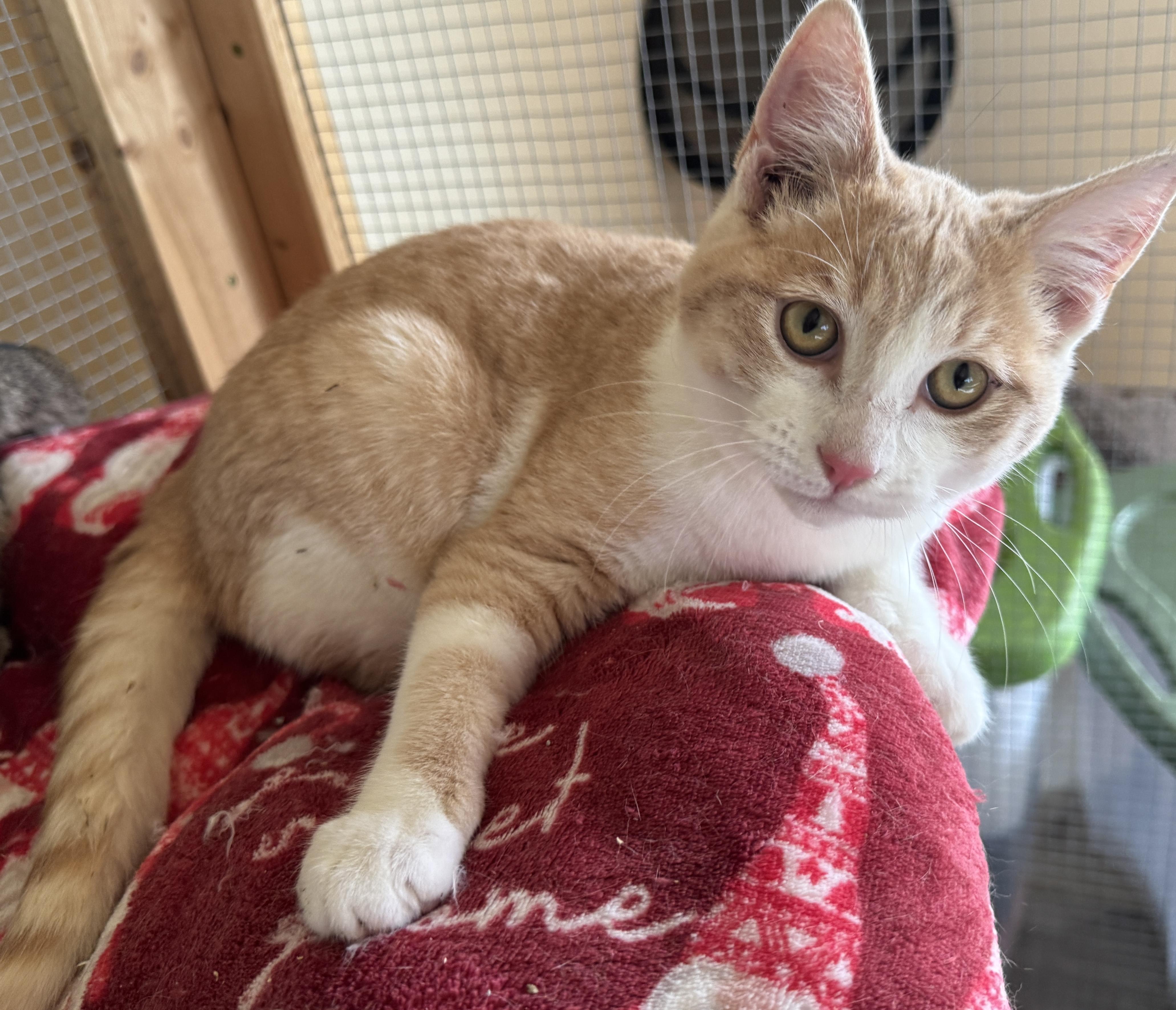 Enlarge Panda, a ADOPTABLE Domestic Short Hair in Portland, OR image 2/2