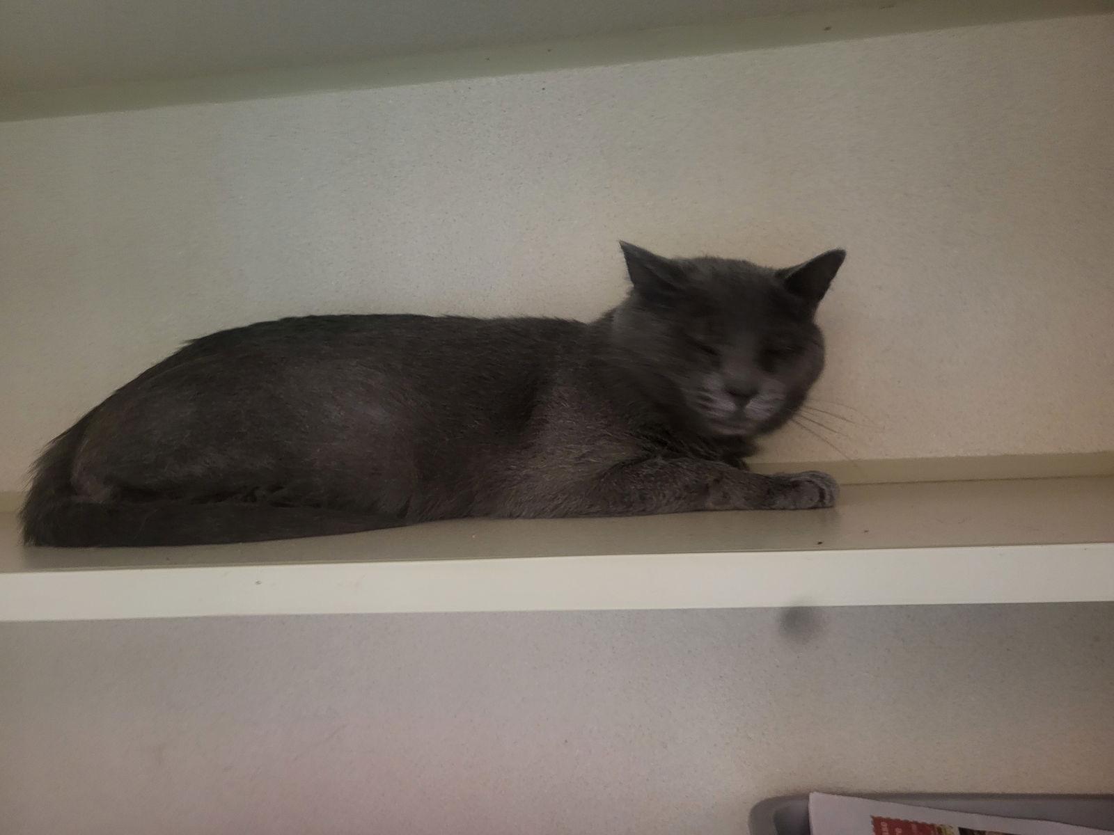 Enlarge Dusty, a Adoptable mixed breed in Iroquois, IL image 1/1