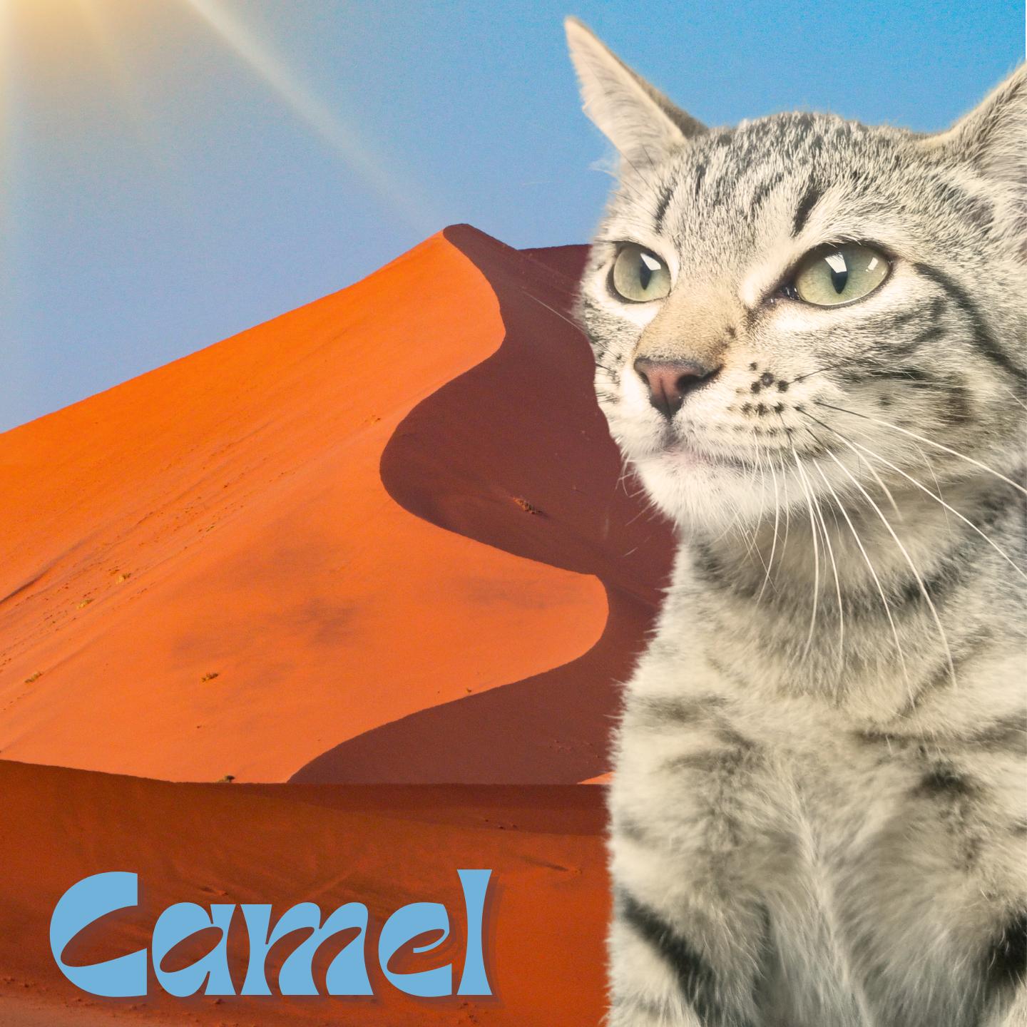Enlarge Camel, a ADOPTABLE Domestic Short Hair in Aransas Pass, TX image 1/1