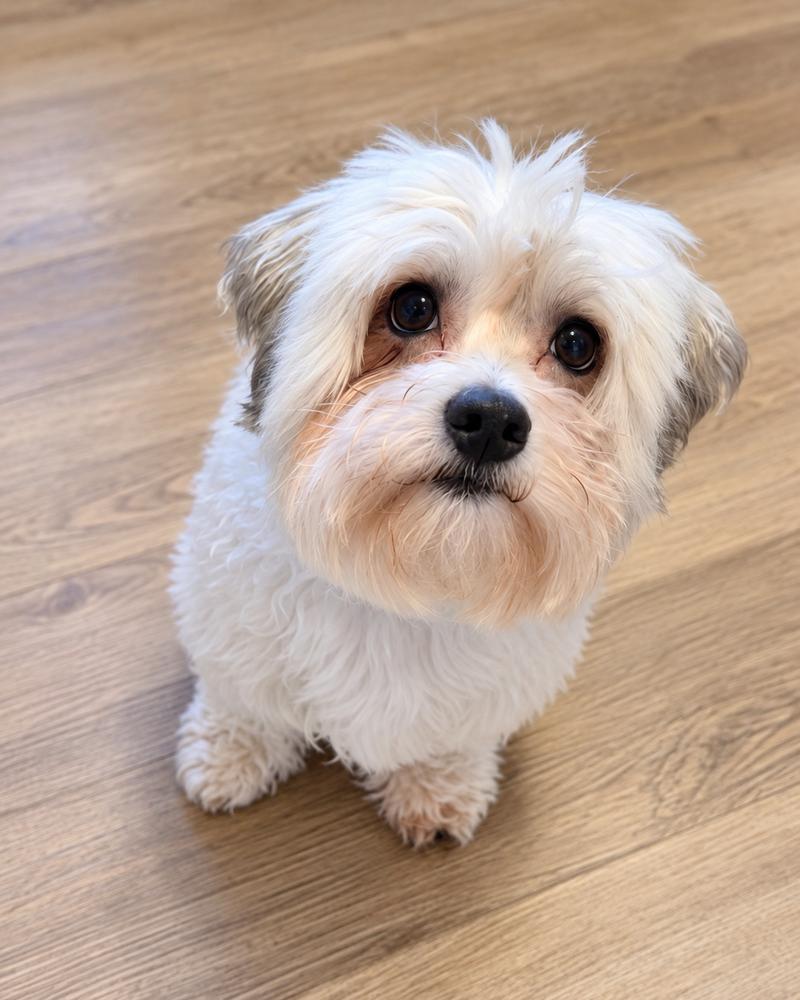 Enlarge Sammy, a Adoptable Havanese in Willingboro, NJ image 1/3