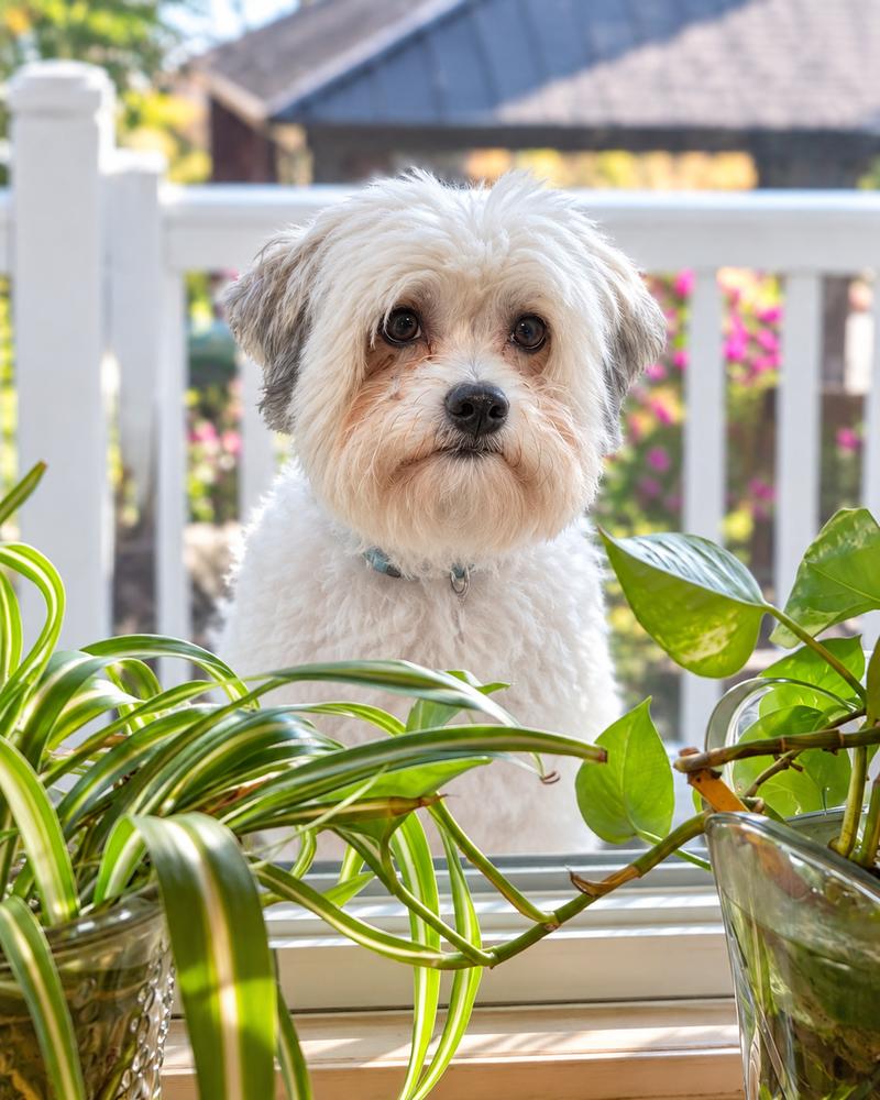 Enlarge Sammy, a Adoptable Havanese in Willingboro, NJ image 2/3