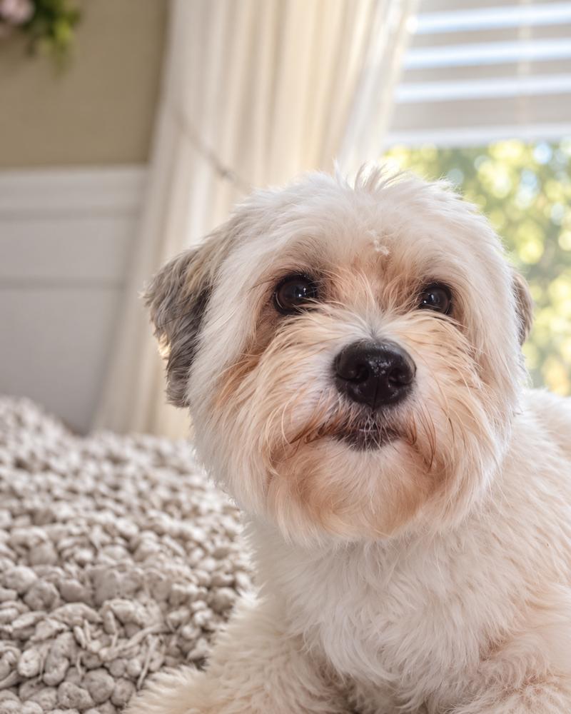 Enlarge Sammy, a Adoptable Havanese in Willingboro, NJ image 3/3