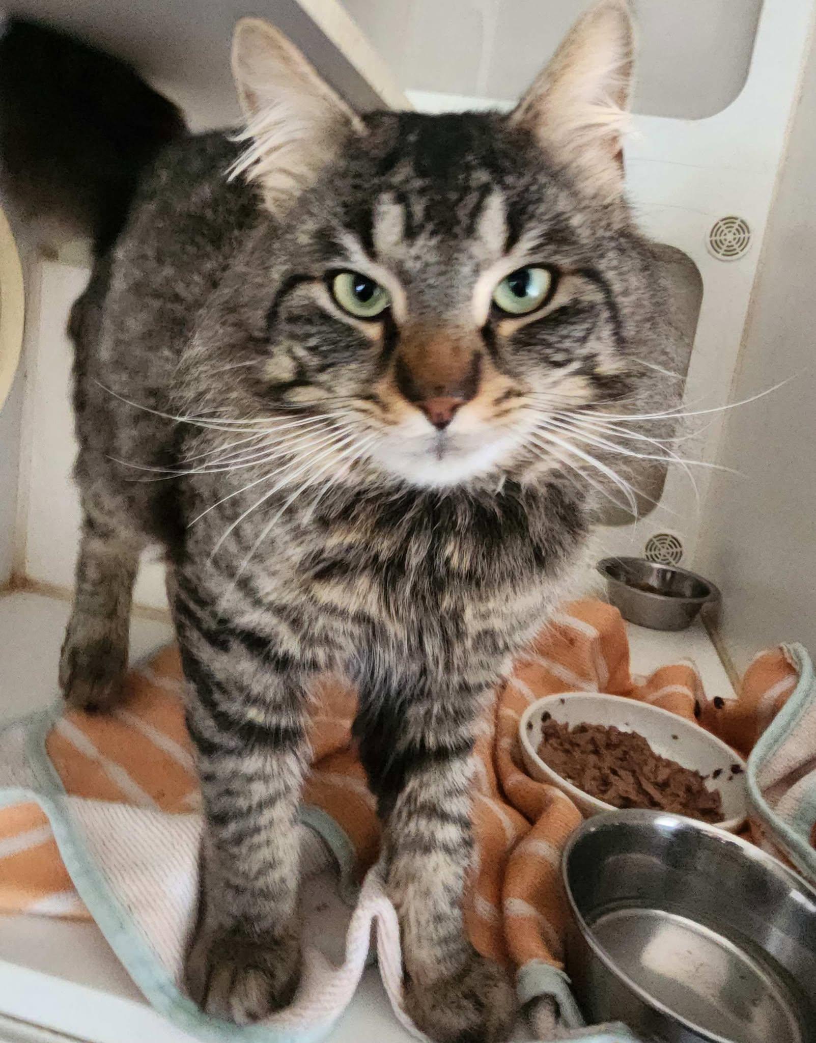 Kindle, a Adoptable Domestic Medium Hair in Mansfield Center, CT image 3/3