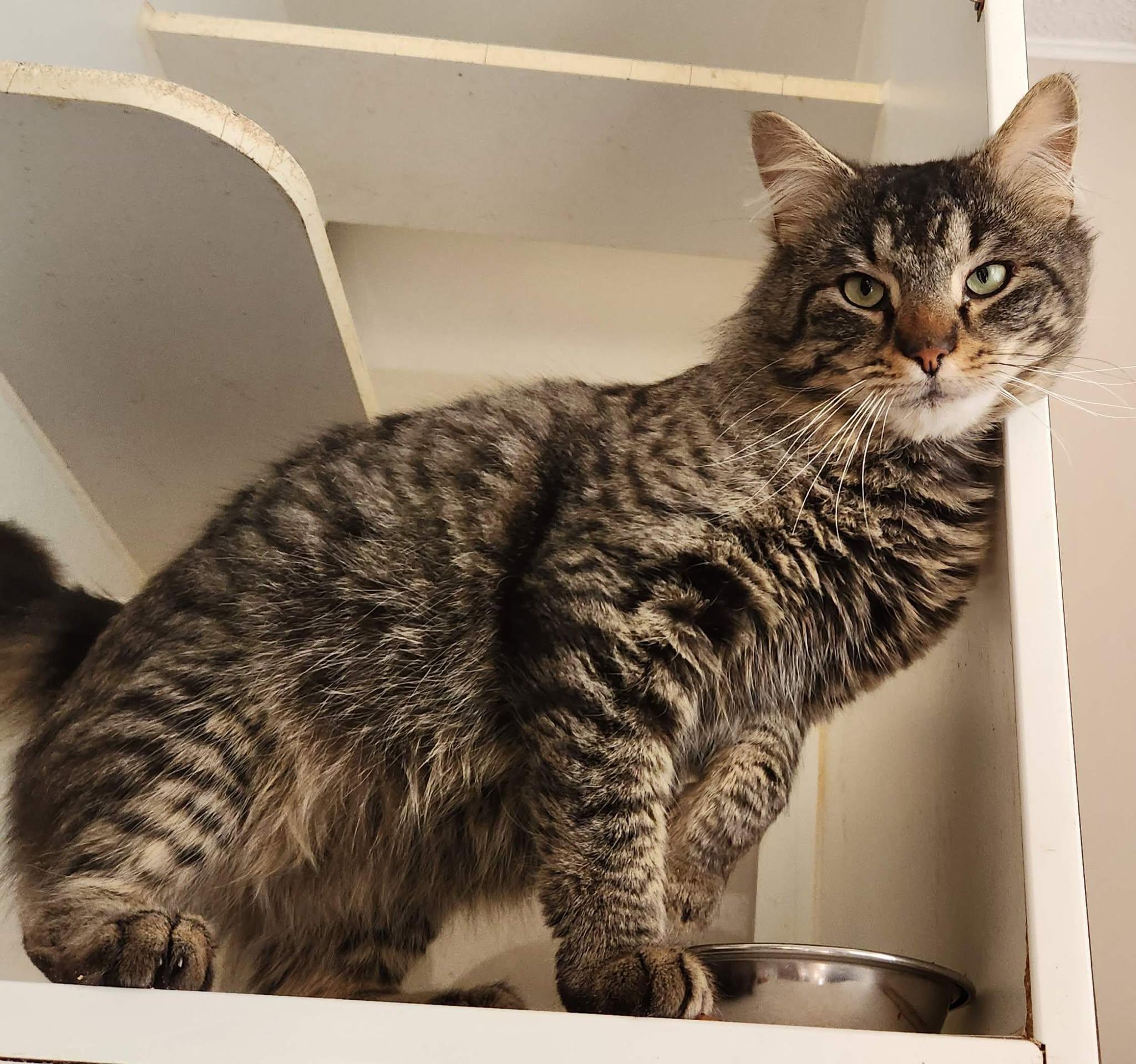 Kindle, a Adoptable Domestic Medium Hair in Mansfield Center, CT image 2/3