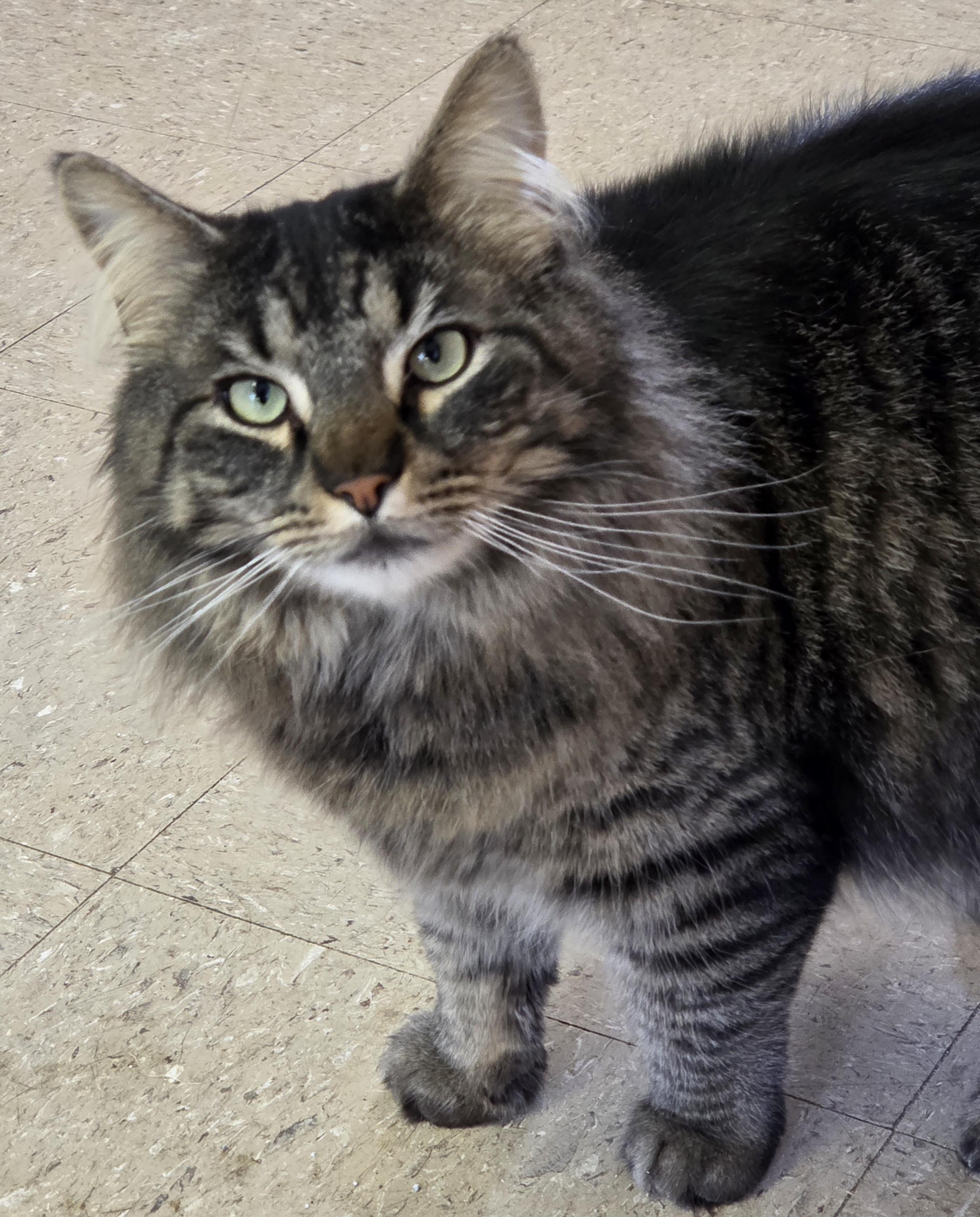 Enlarge Kindle, a Adoptable Domestic Medium Hair in Mansfield Center, CT image 3/3
