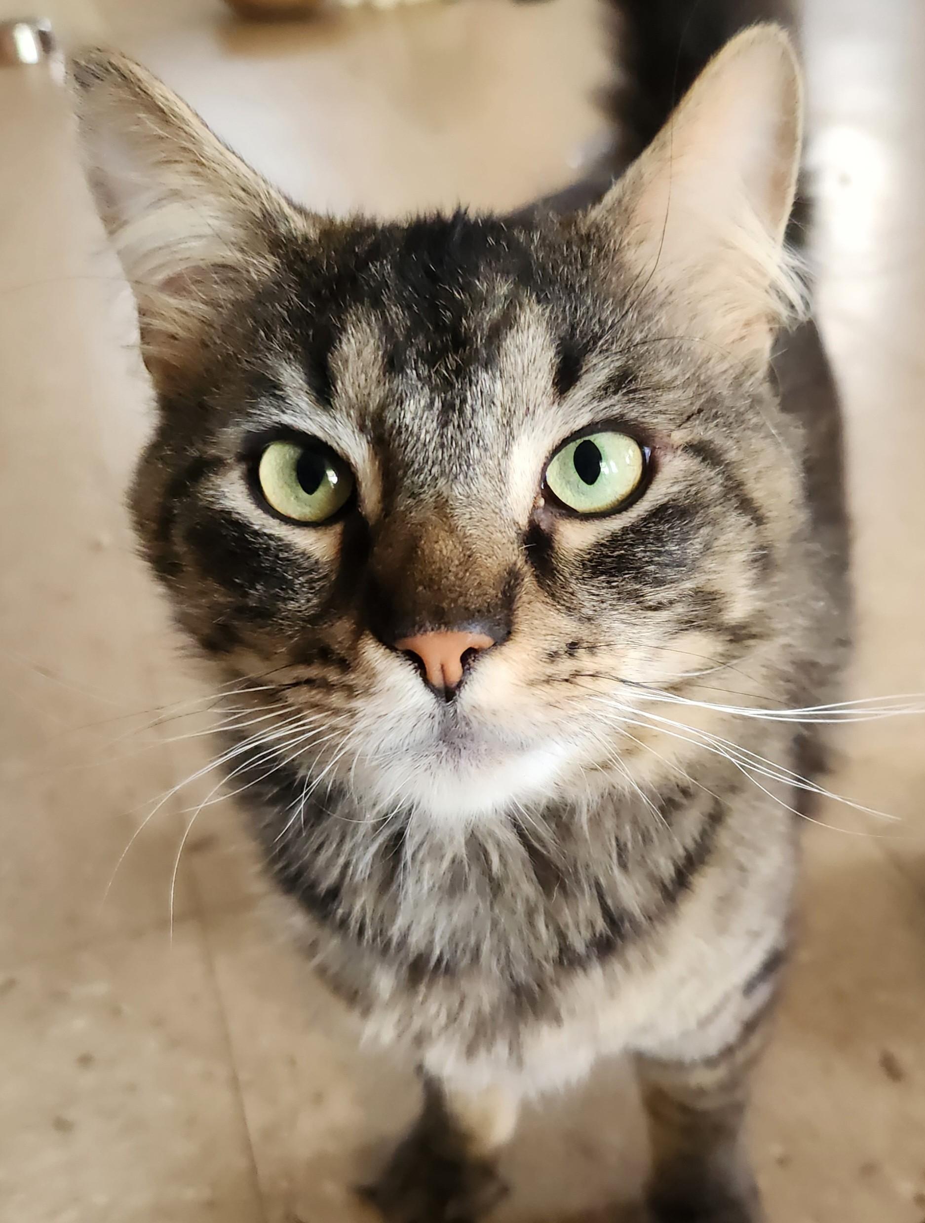 Kindle, a Adoptable Domestic Medium Hair in Mansfield Center, CT image 1/3