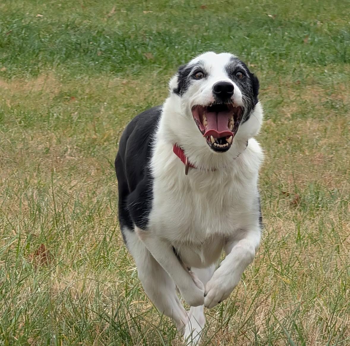 Koda, Adoptable, Adult Male Border Collie.