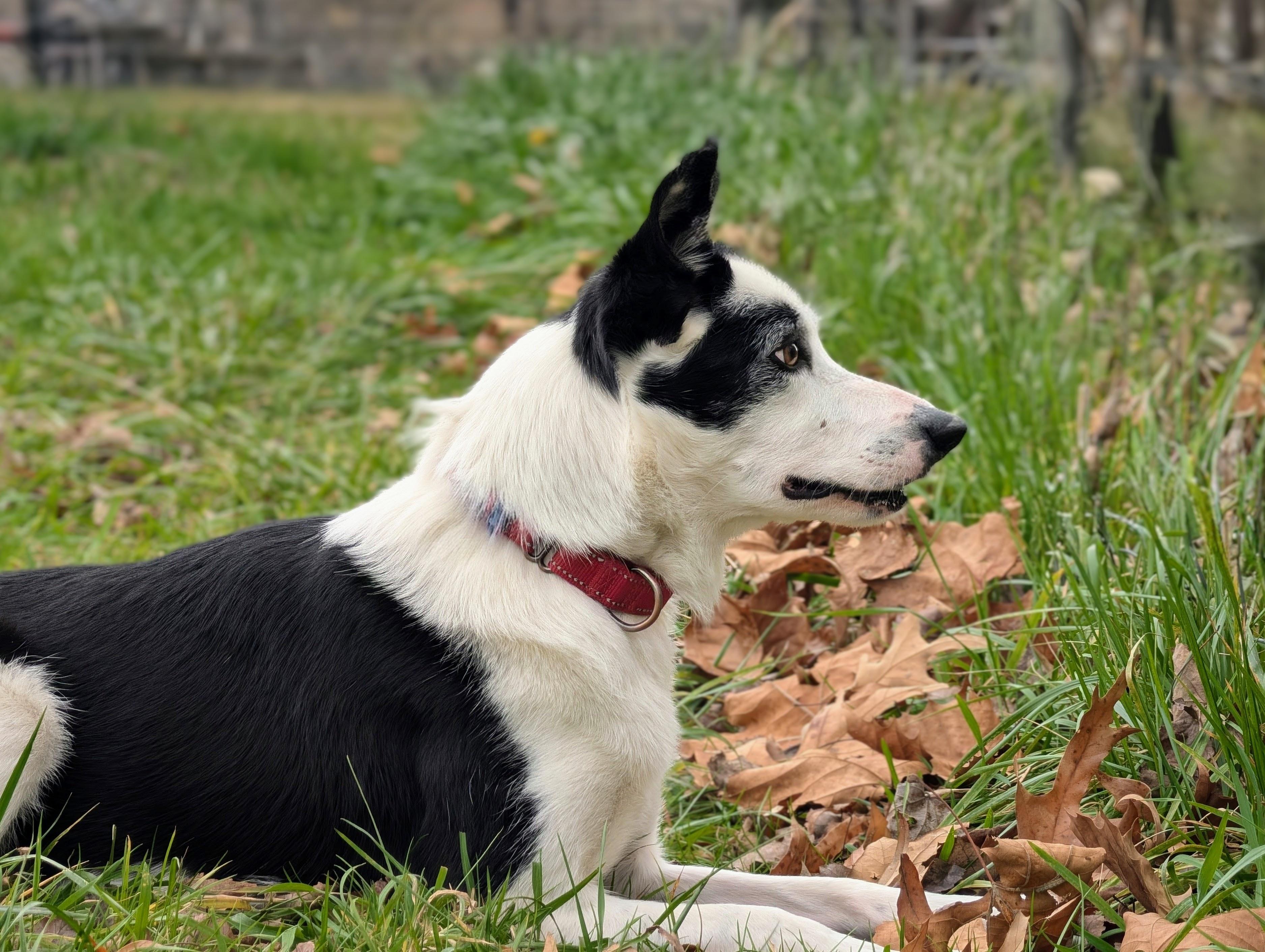 Enlarge Koda, a Adoptable Border Collie in Louisa, VA image 1/5