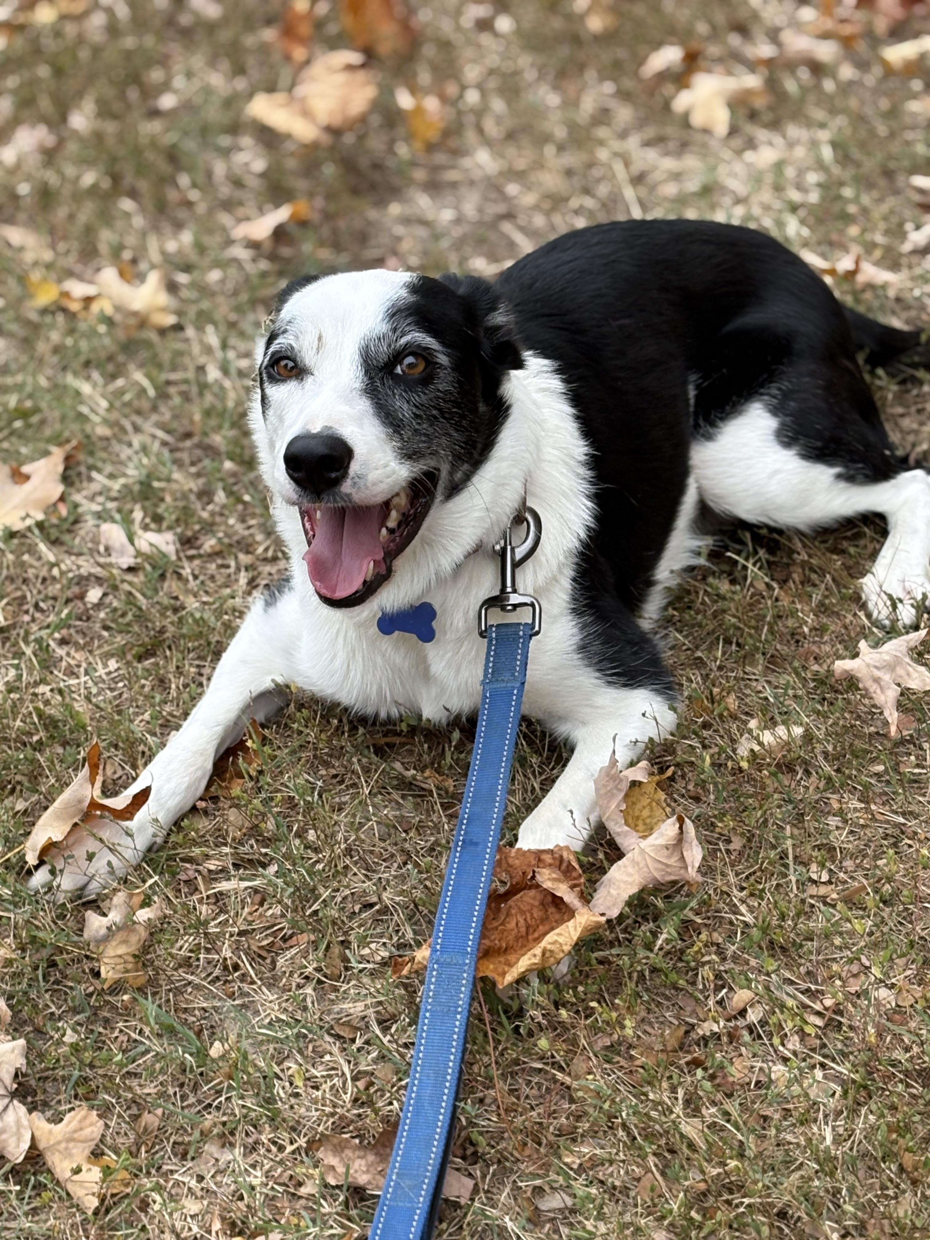 Enlarge Koda, a Adoptable Border Collie in Louisa, VA image 4/6