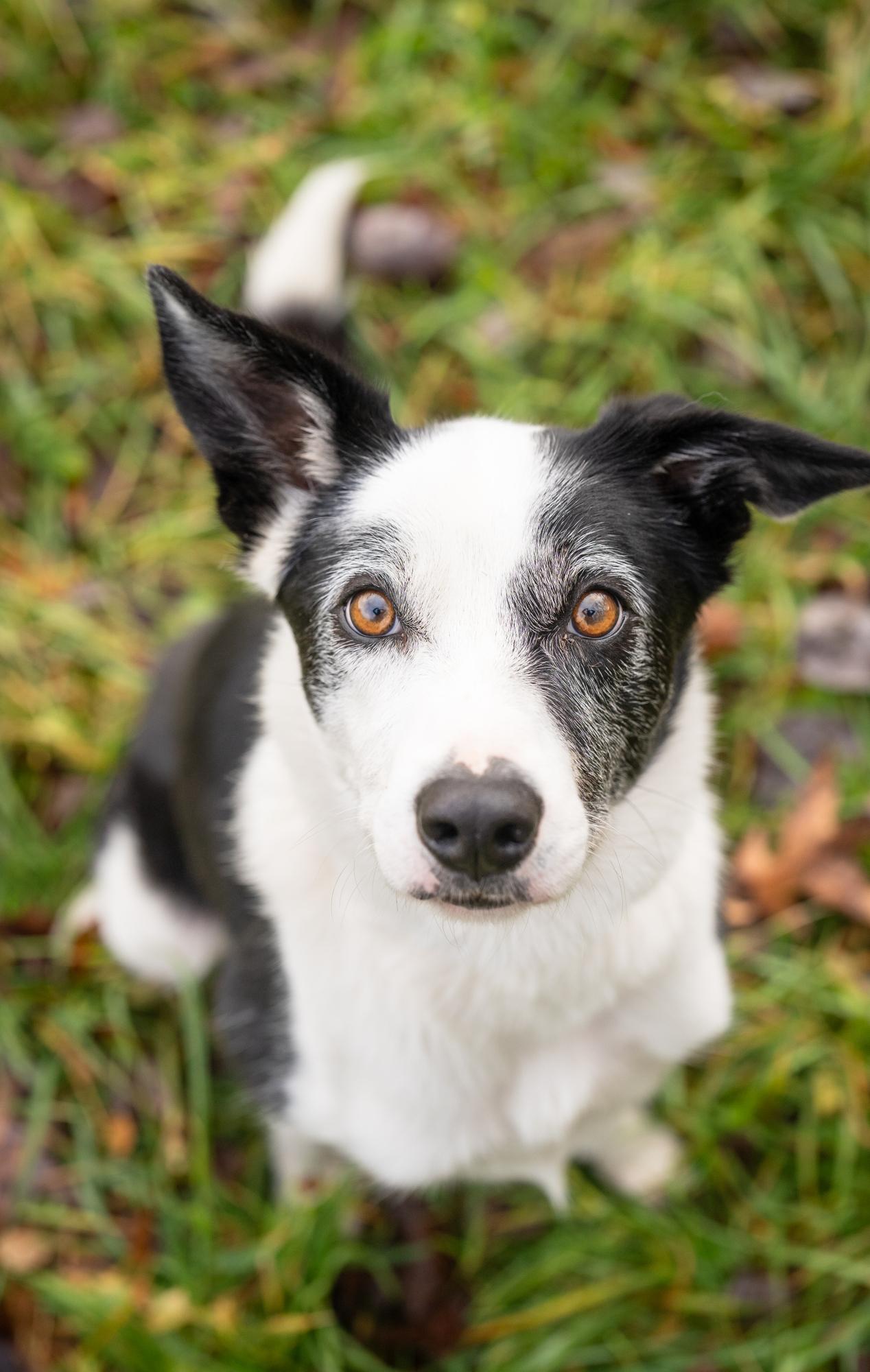 Enlarge Koda, a Adoptable Border Collie in Louisa, VA image 2/6