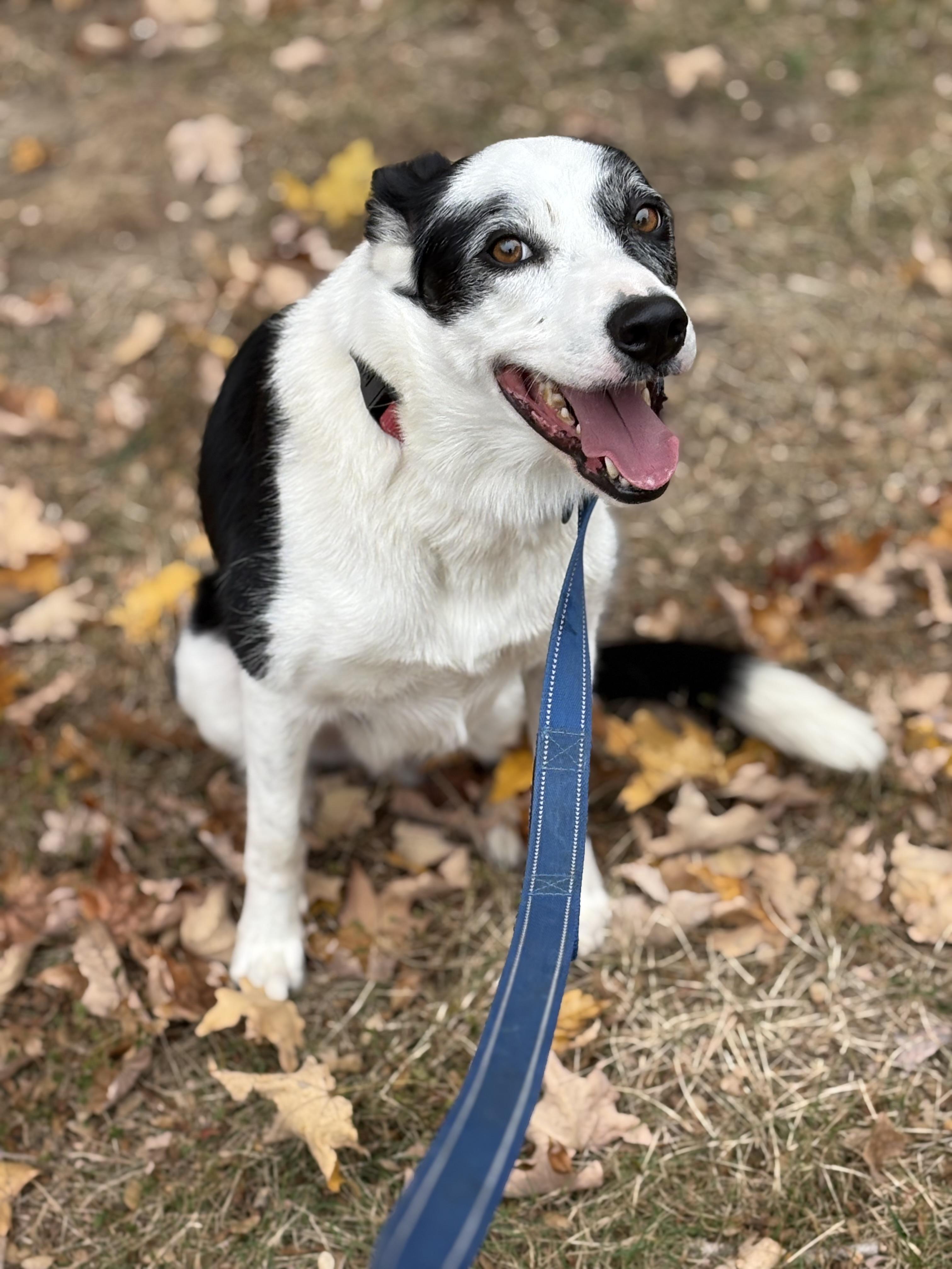 Enlarge Koda, a Adoptable Border Collie in Louisa, VA image 3/5