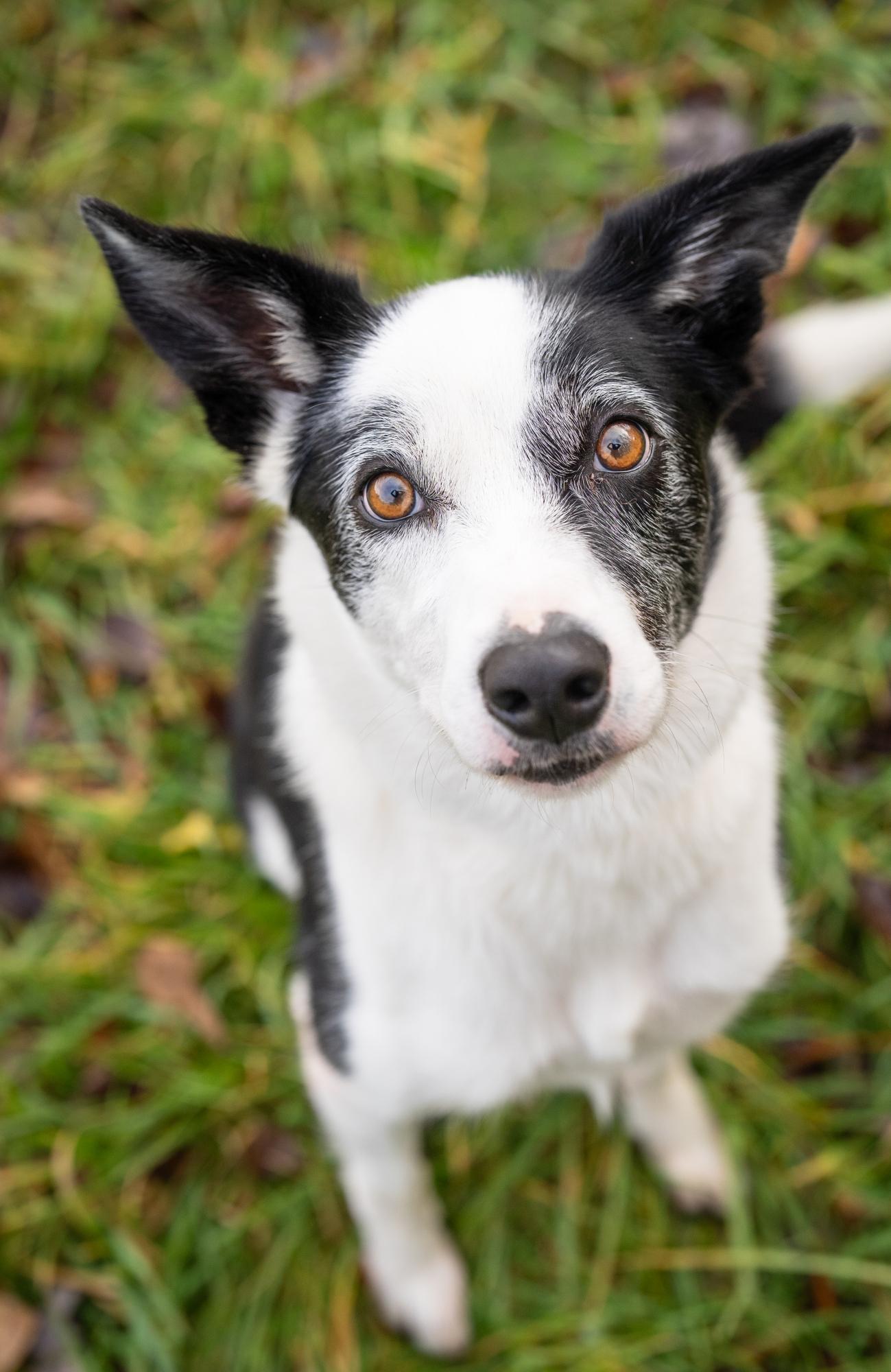 Koda, Adoptable, Adult Male Border Collie.