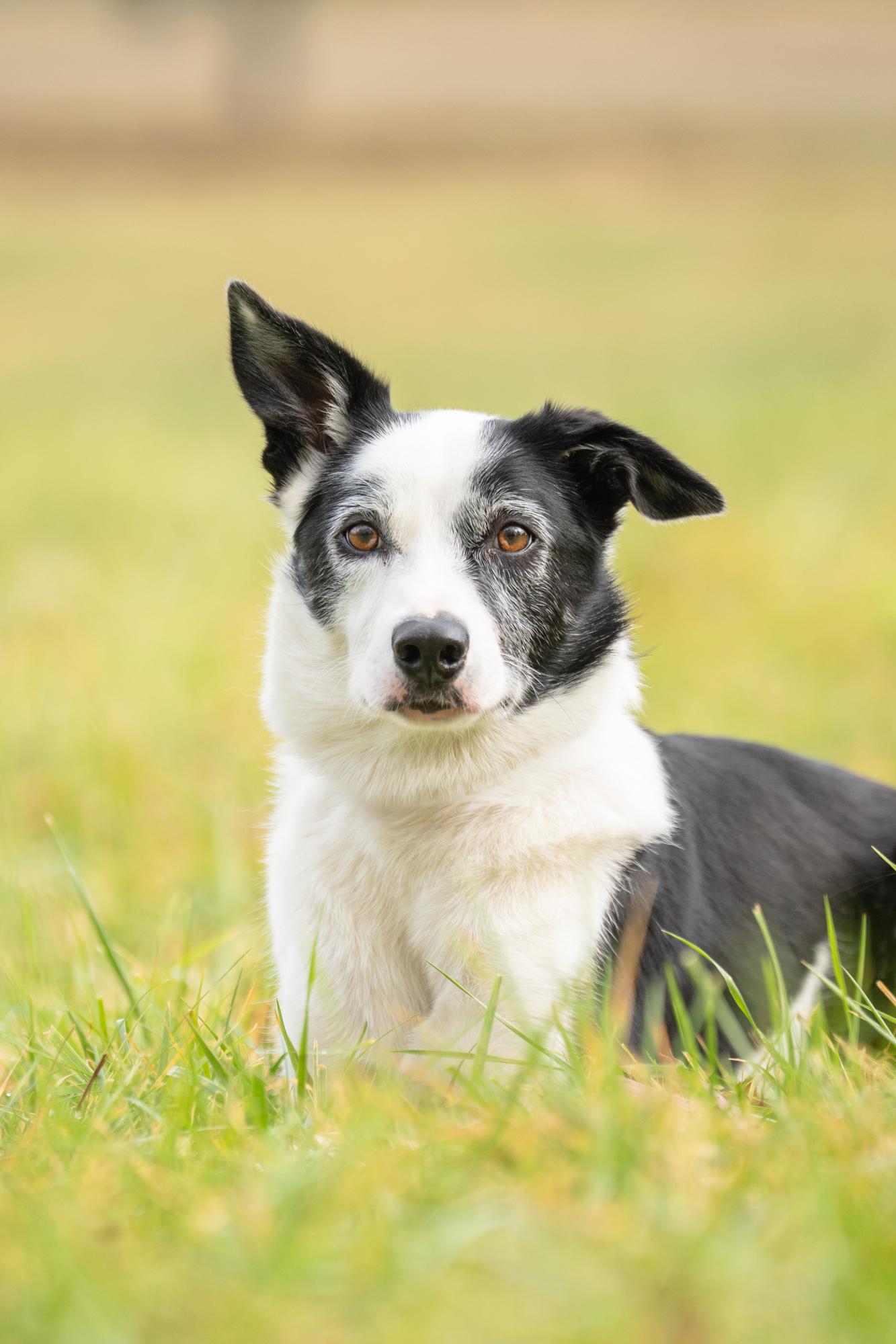 Enlarge Koda, a Adoptable Border Collie in Louisa, VA image 5/6