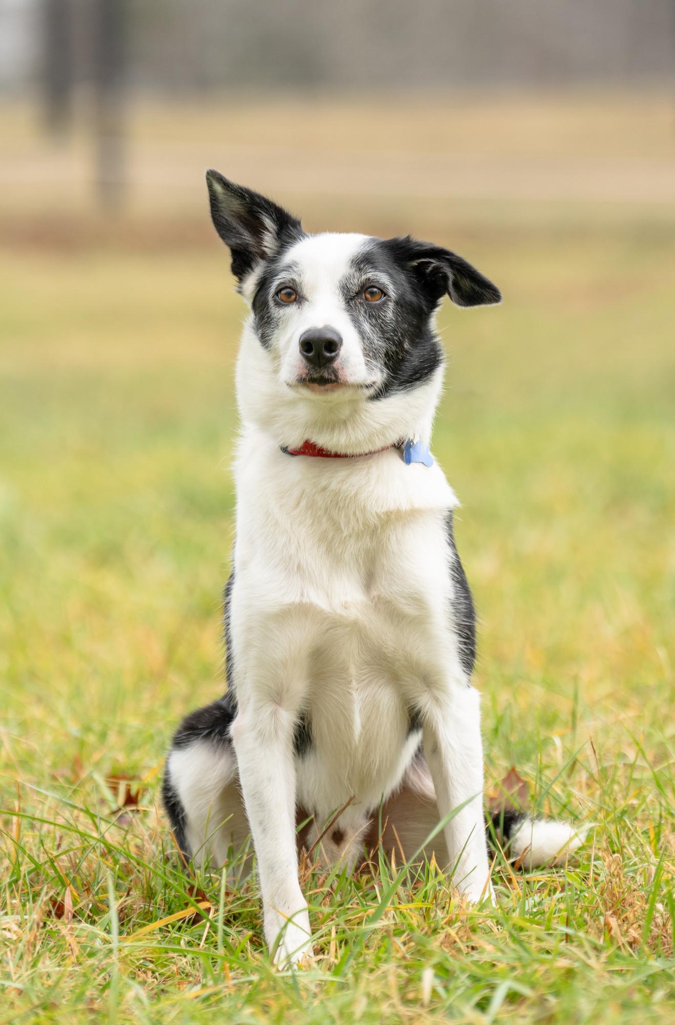 Enlarge Koda, a Adoptable Border Collie in Louisa, VA image 3/6
