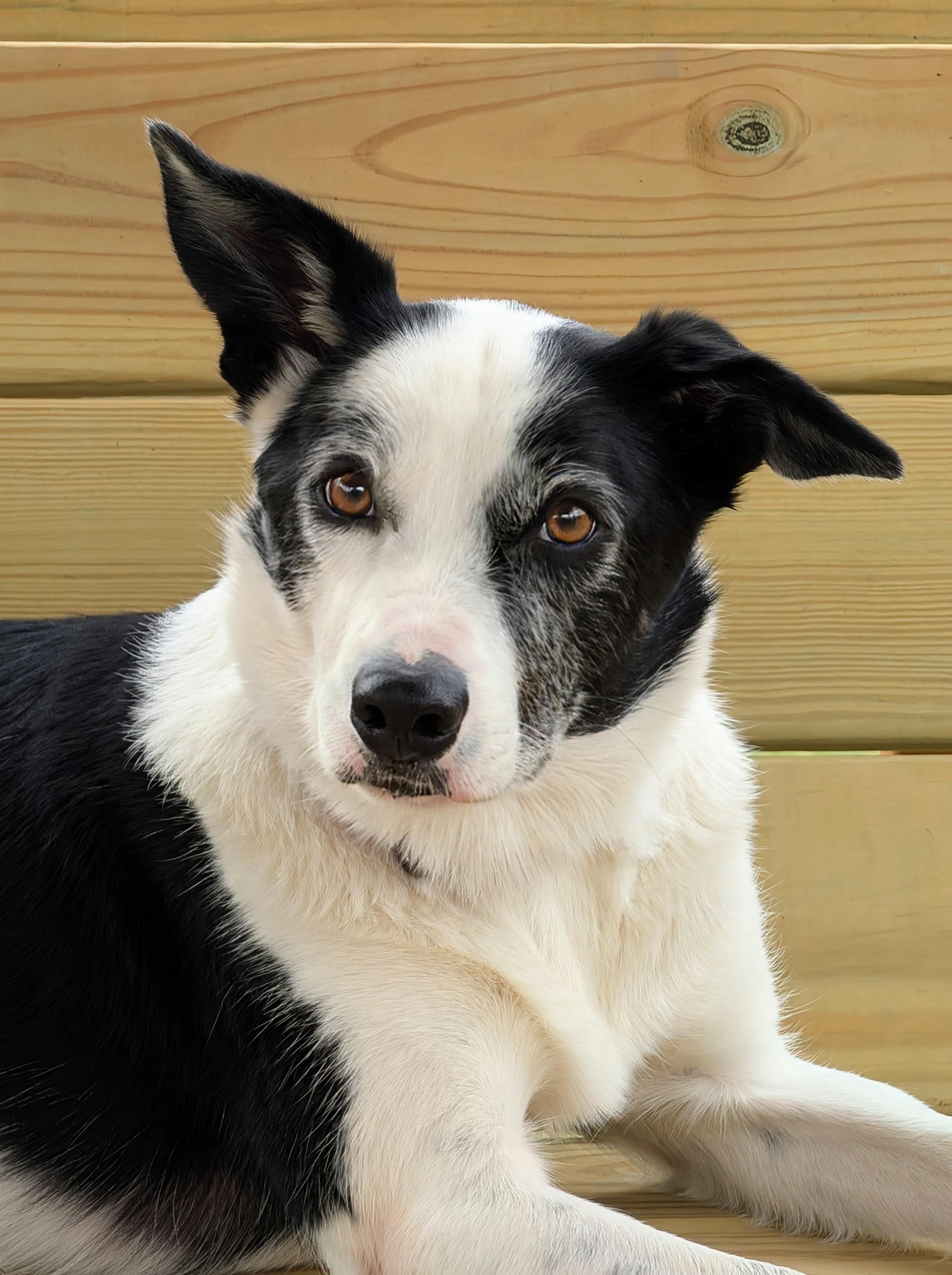 Enlarge Koda, a Adoptable Border Collie in Louisa, VA image 2/6
