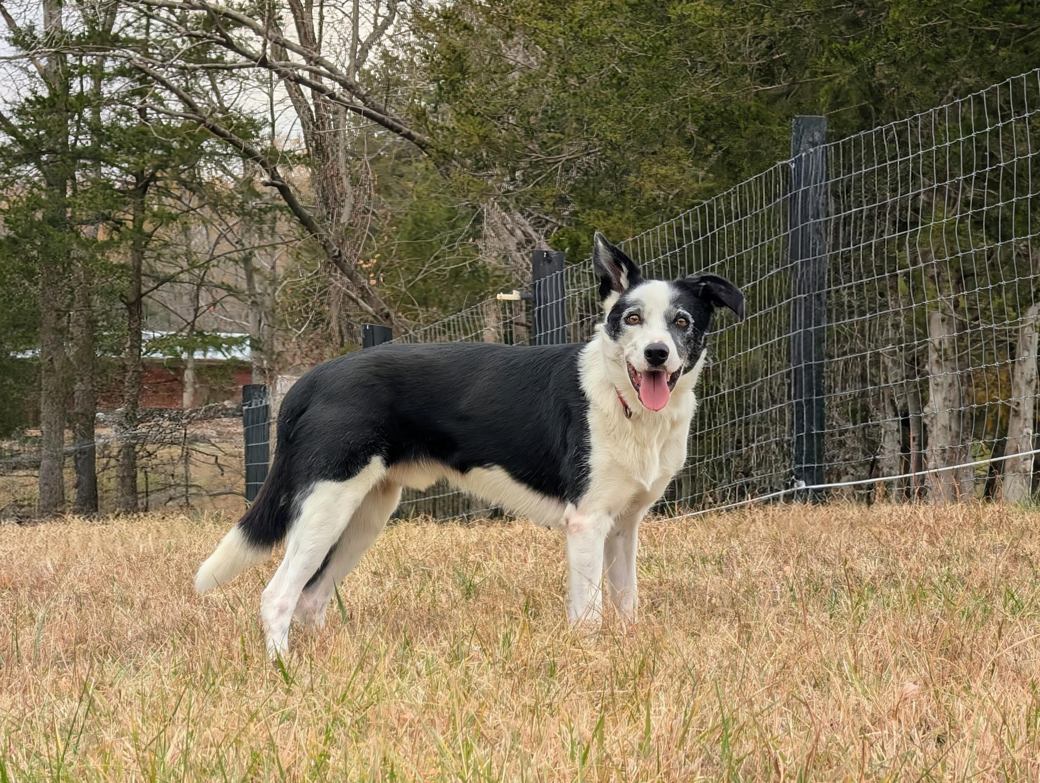 Enlarge Koda, a Adoptable Border Collie in Louisa, VA image 5/5