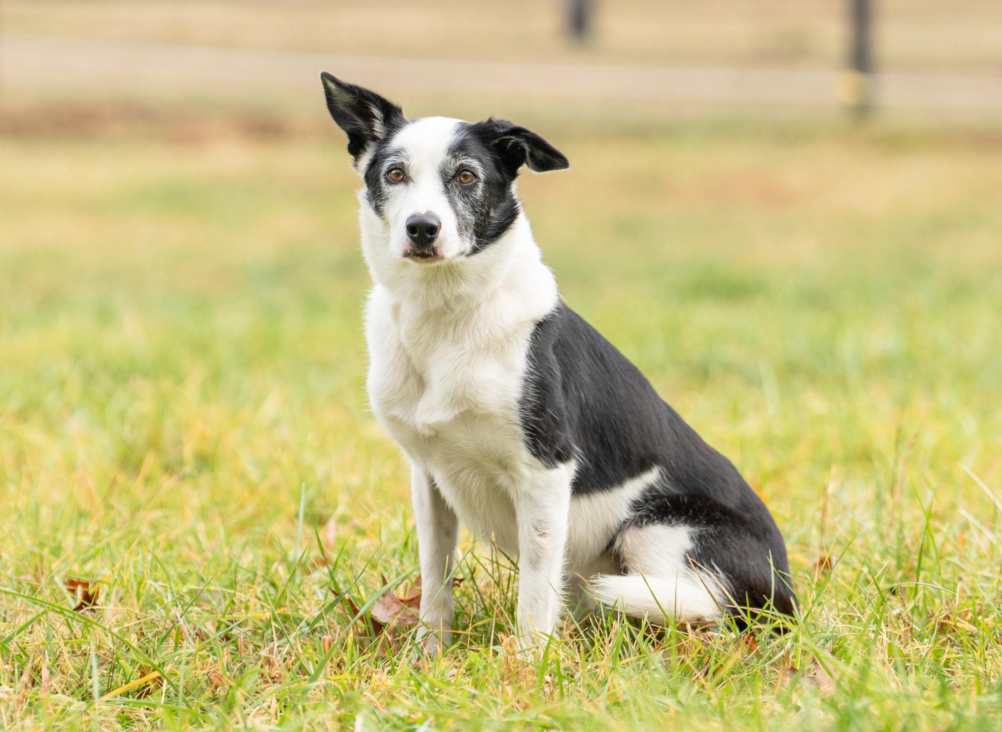 Enlarge Koda, a Adoptable Border Collie in Louisa, VA image 6/6