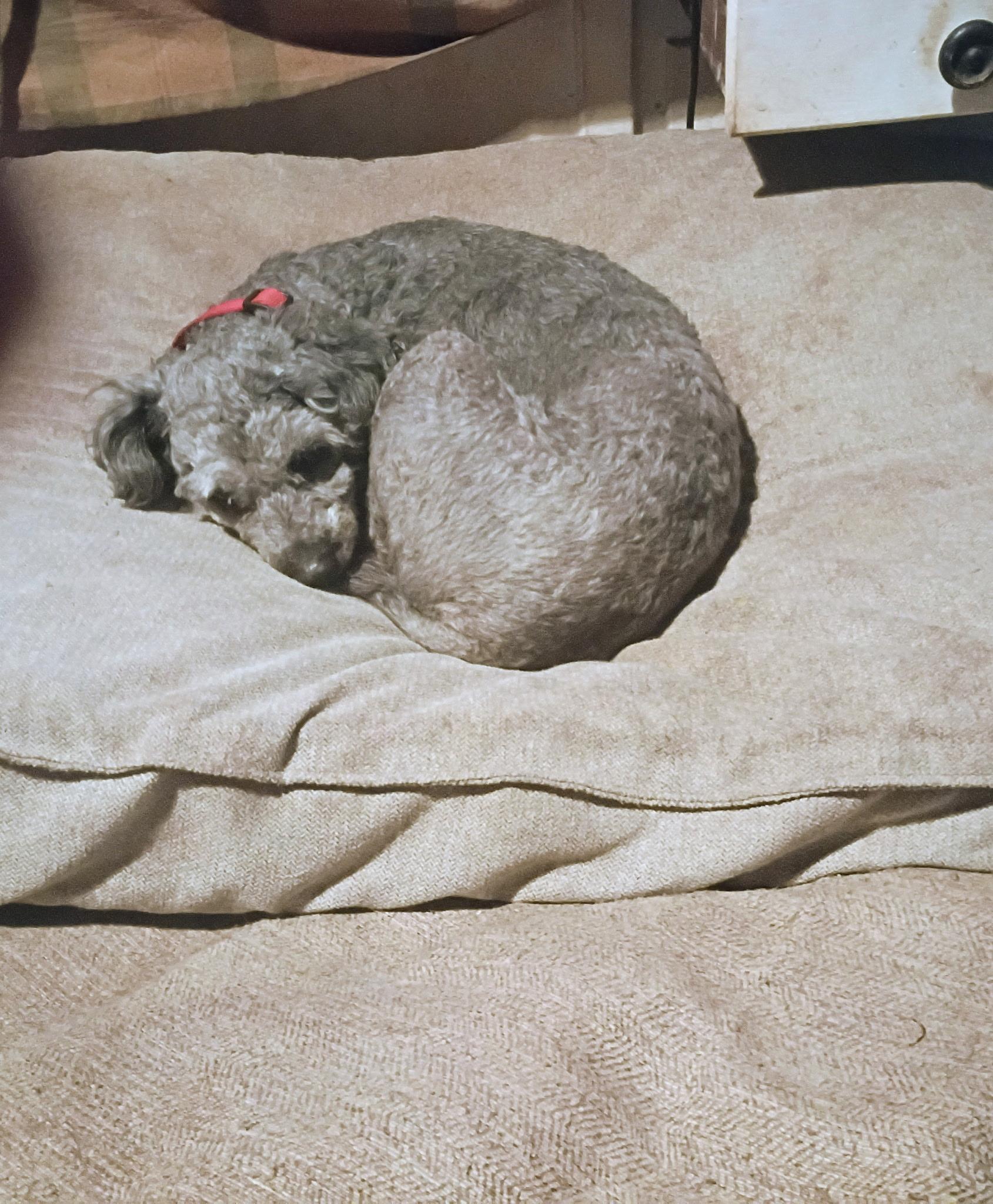 Alfie, a ADOPTABLE Poodle in Atlanta, GA image 2/2