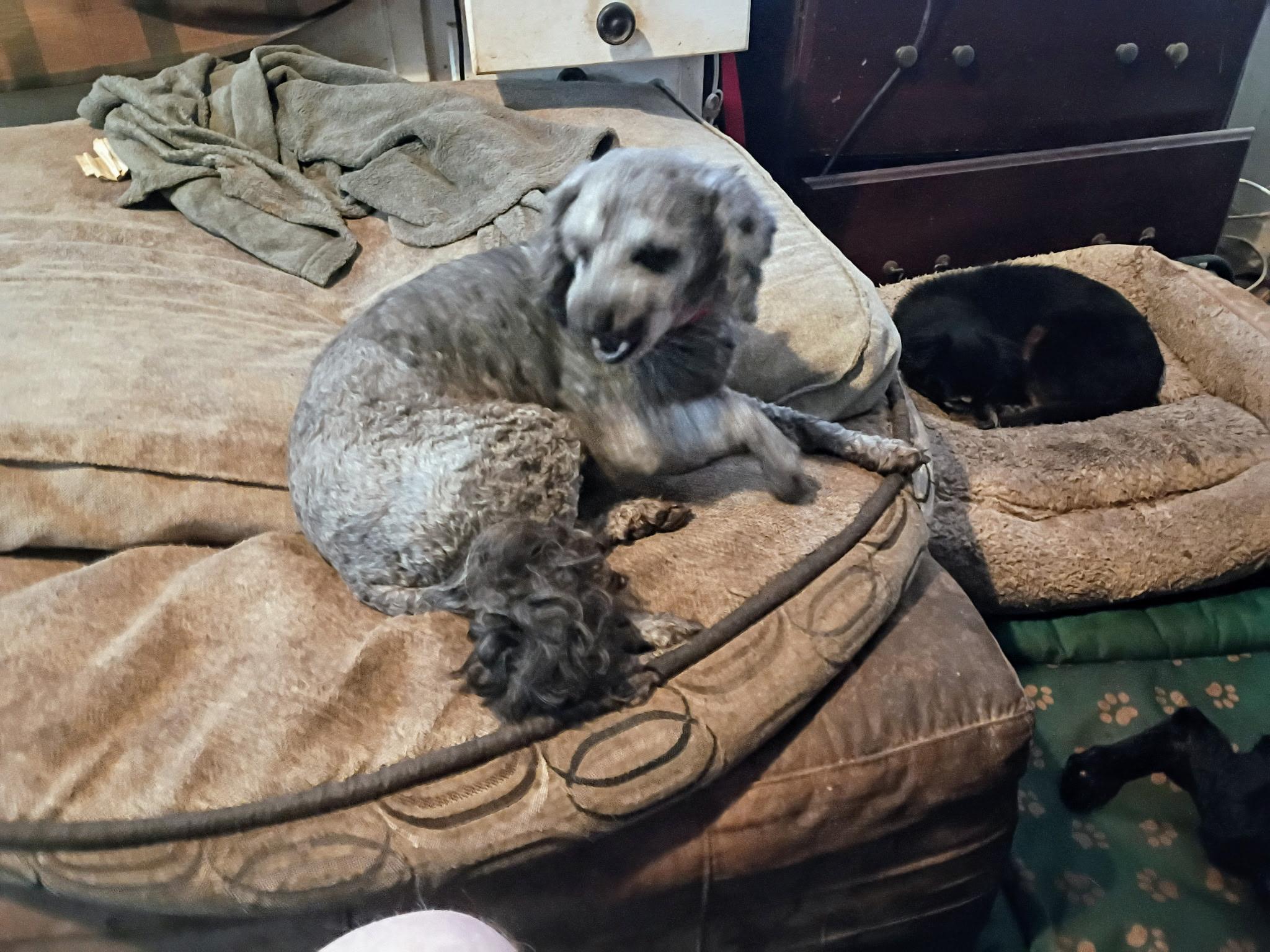 Alfie, a ADOPTABLE Poodle in Atlanta, GA image 1/2