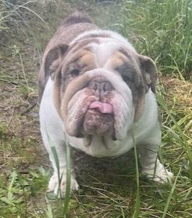 GHOST BUSTER, a ADOPTABLE English Bulldog in Bonney Lake, WA image 2/3