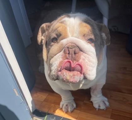 GHOST BUSTER, a ADOPTABLE English Bulldog in Bonney Lake, WA image 3/3