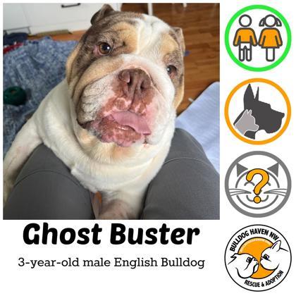 GHOST BUSTER, ADOPTABLE, Adult Male English Bulldog.