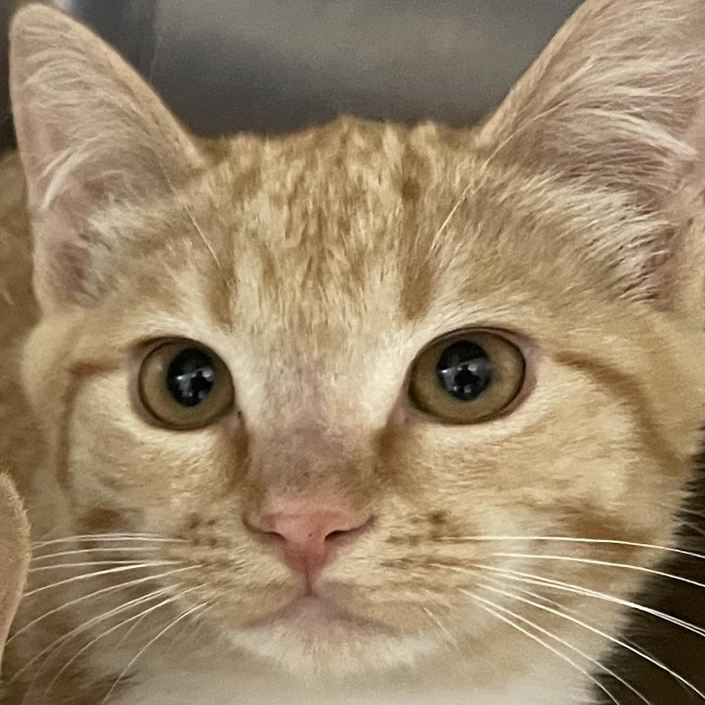 Enlarge Zane, a Adoptable Domestic Short Hair in Buffalo, WY image 1/1
