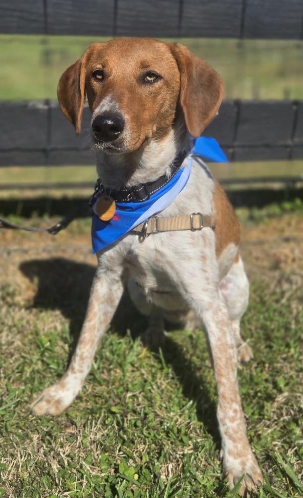 Sonny Jim, Adoptable, Young Male English Coonhound & Pointer.