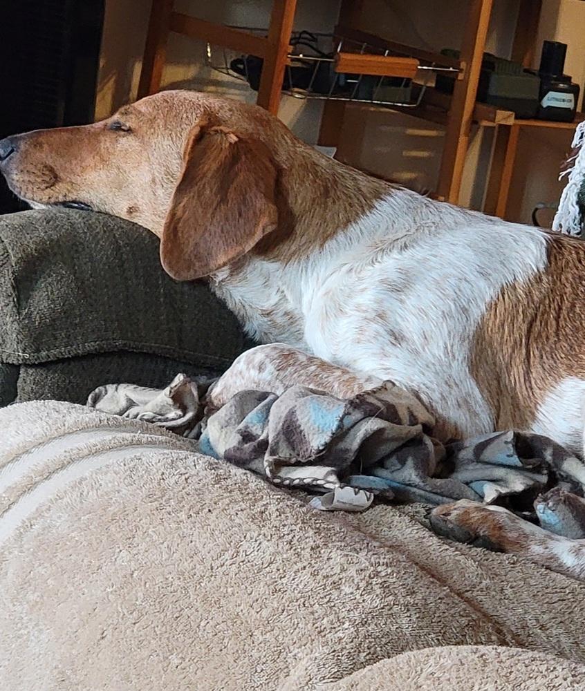 Enlarge Sonny Jim, a Adoptable mixed breed in Gillsville, GA image 2/6