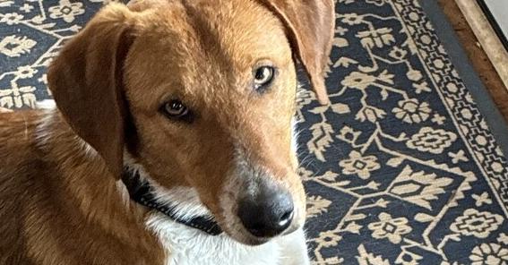 Enlarge Sonny Jim, a Adoptable mixed breed in Gillsville, GA image 3/6